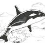 Orca Transformation 2-2