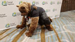 Mid-TF Were-Bear Partial Costume, crouching by Dragoniade