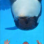 Killer Whale Up-Close Tour 2018 Part 3