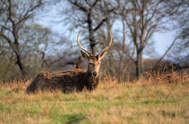 Richmond Deer 2