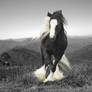 gypsy vanner