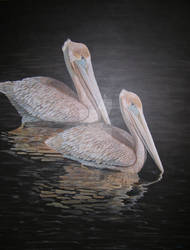 Two Pelicans