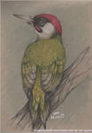 Green Woodpecker by DragonRider02