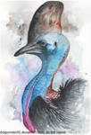 Cassowary by DragonRider02