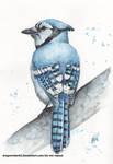 Blue Jay by DragonRider02