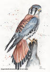 American Kestrel by DragonRider02