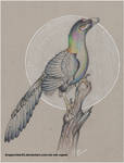 Caihong by DragonRider02