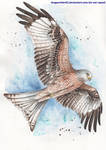 Red Kite by DragonRider02