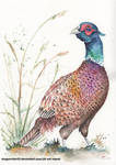 Pheasant by DragonRider02