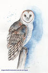 Barn Owl by DragonRider02