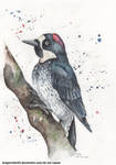 Acorn Woodpecker by DragonRider02