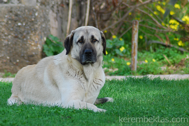 Kangal