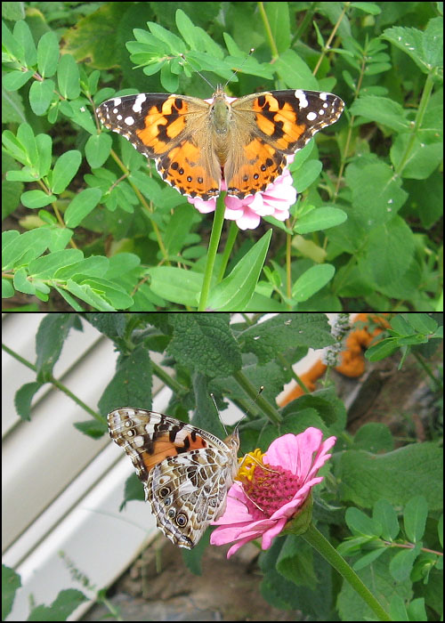 Painted Lady