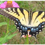 Eastern Tiger Swallowtail - F