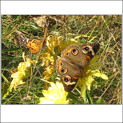 Painted Buckeye