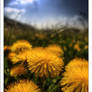 Dandelion Field