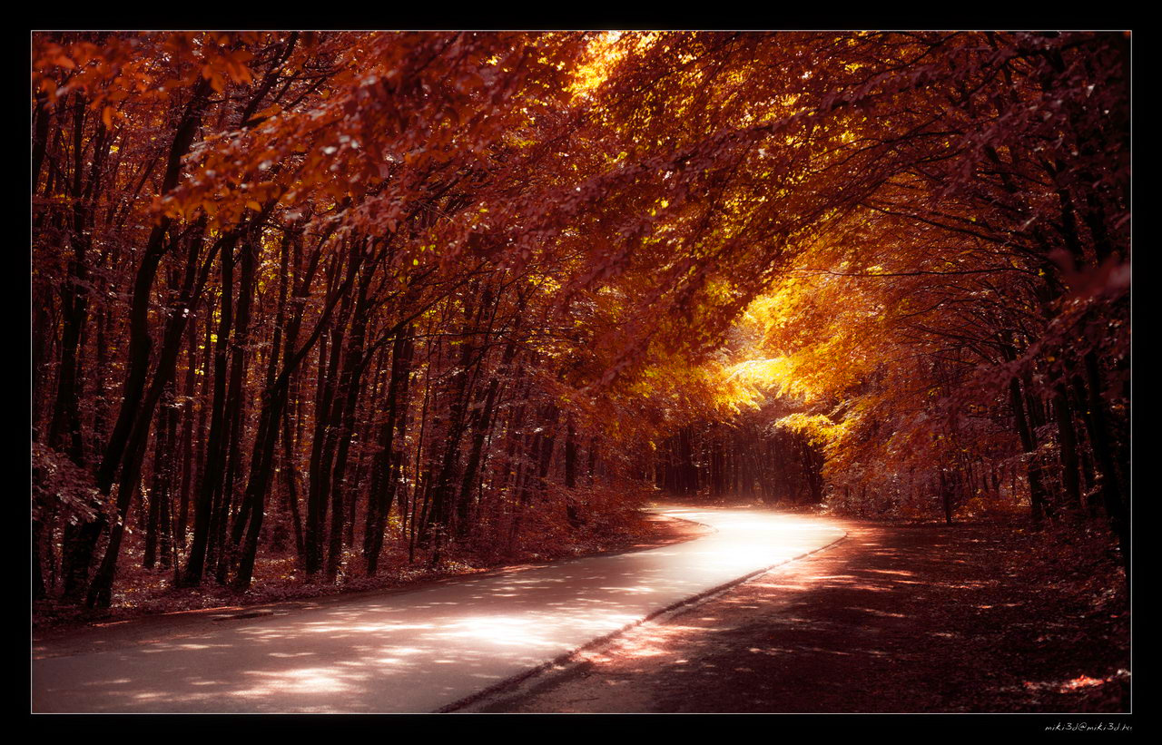 Road Into The Fantasy Forest