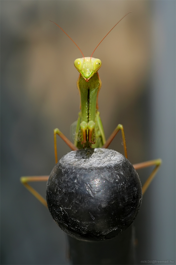 Praying Mantis by miki3d Praying Mantis by miki3d