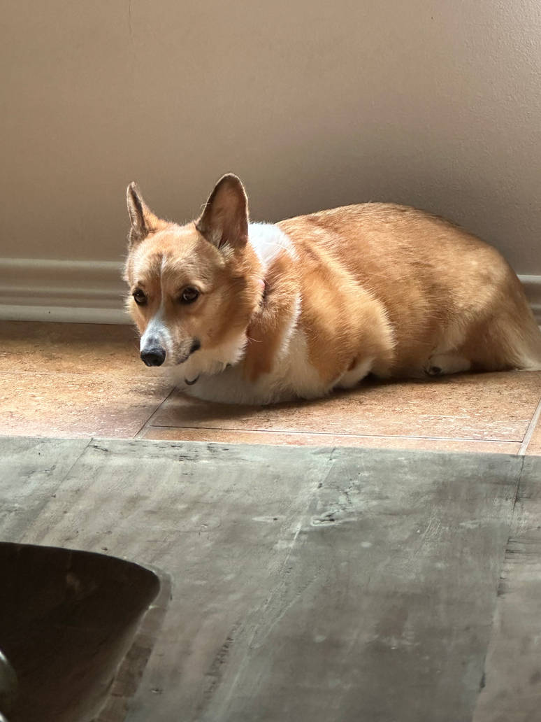 My dog the potato by Bulldoglover14 on DeviantArt