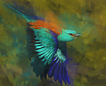 European Roller Study