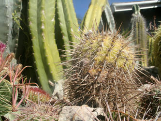 Sharp Cactus