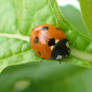 Ladybug