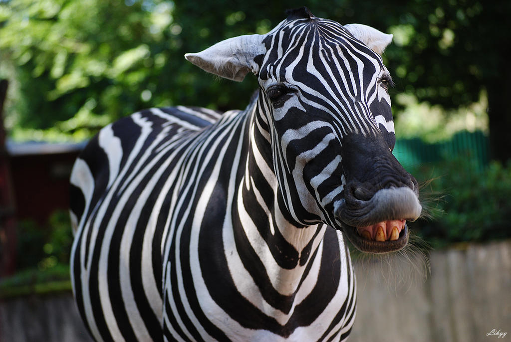 Zebra Funy Funny zebra by LikYy on DeviantArt