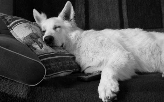 Joya relaxing on the couch