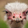 Ostrich