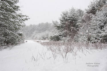 Winter Trails