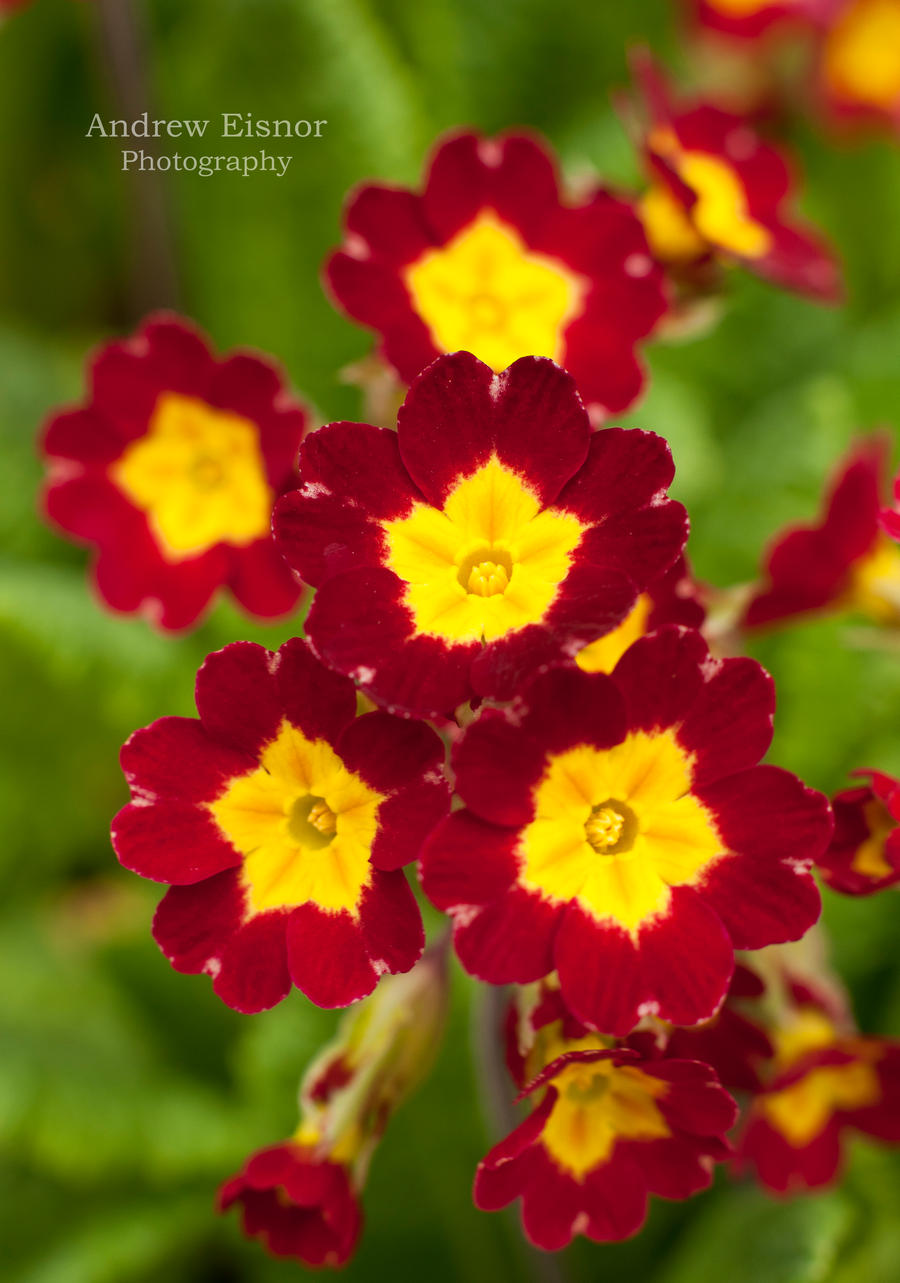 Primrose