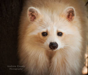 Blonde Raccoon