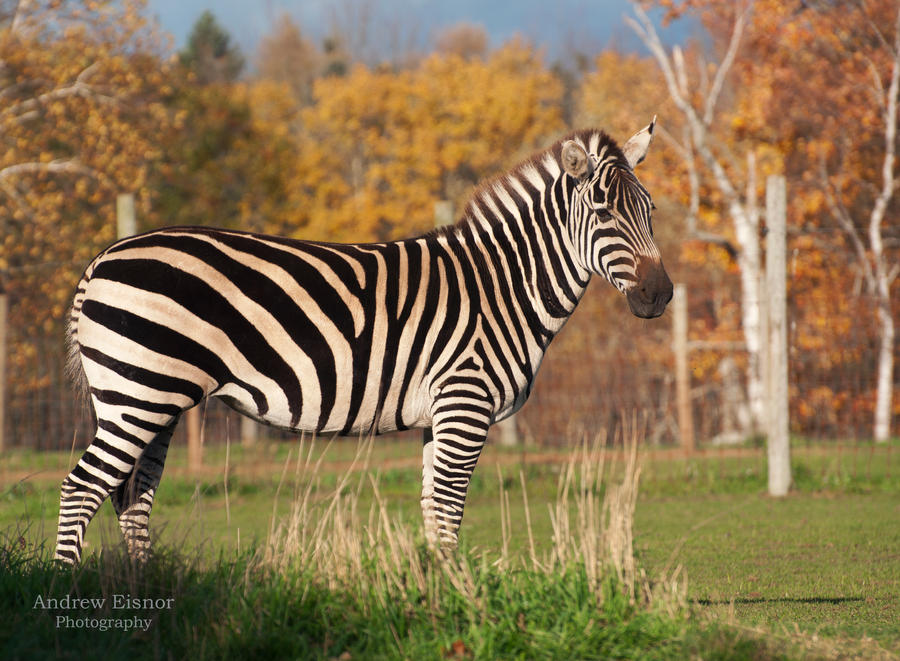 Zebra