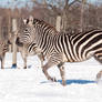 Snow Zebra