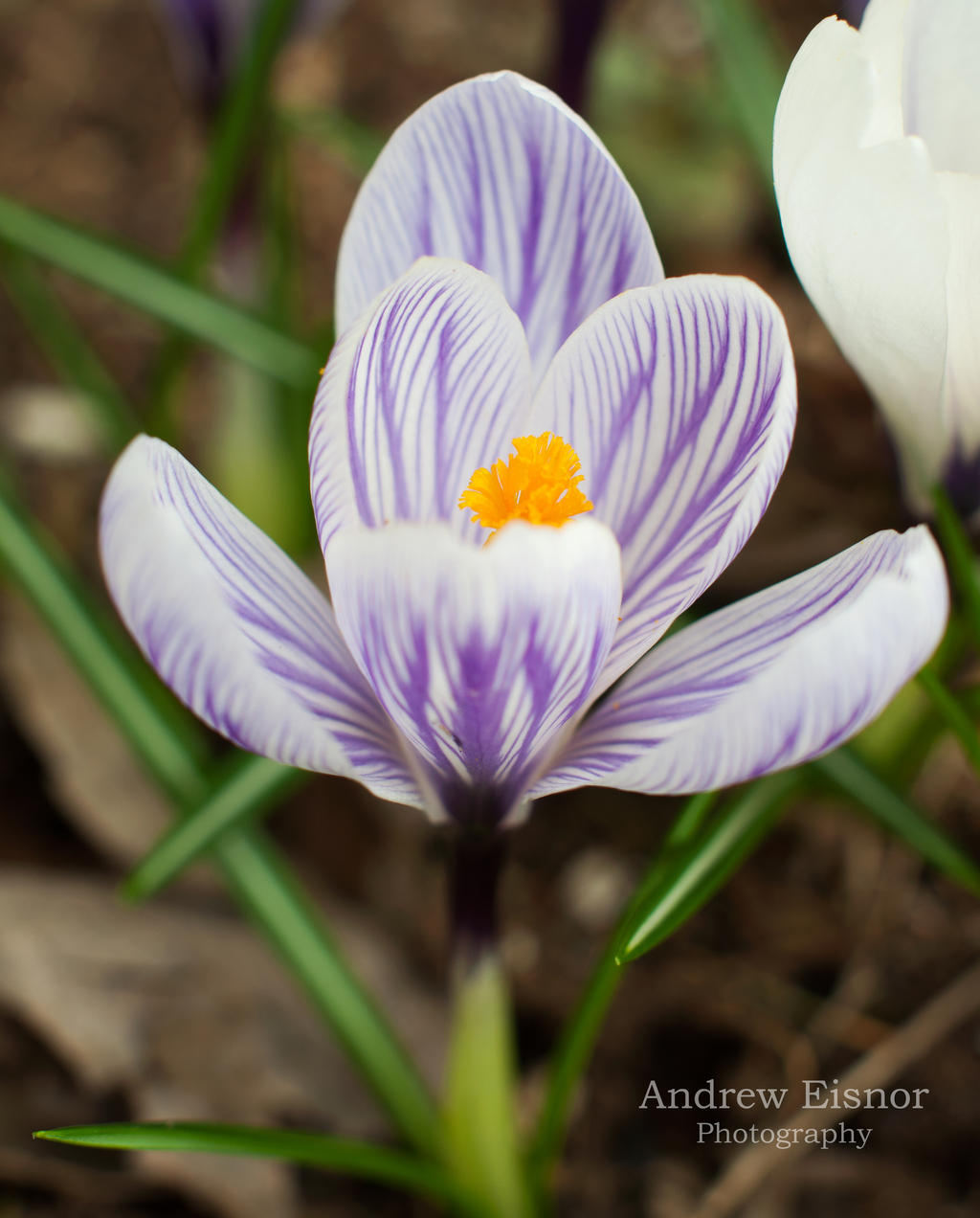 Crocus