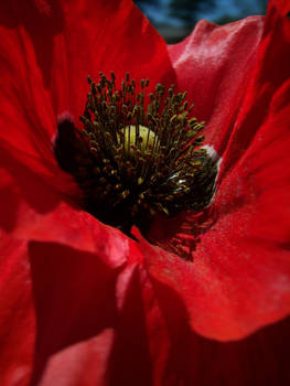 Red Poppy