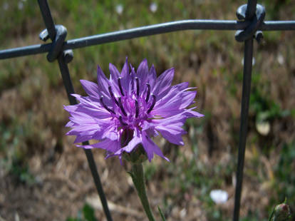 Purple Bachelor Button