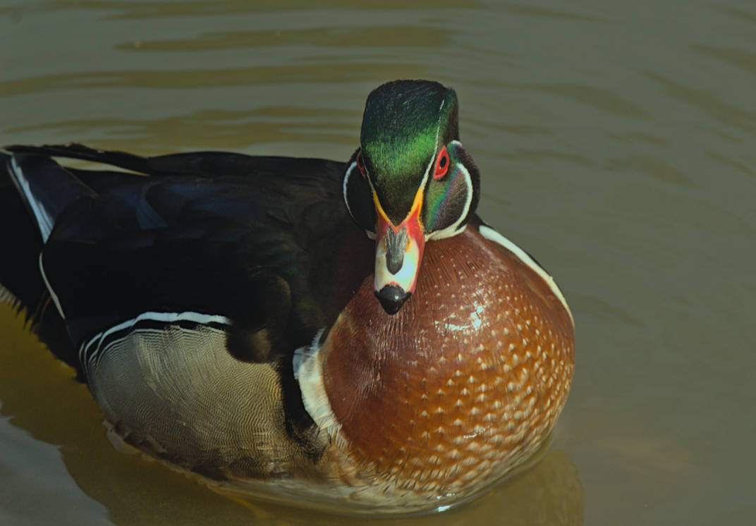Cquacker a colourful quacker by auntiB on DeviantArt