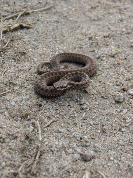 Vipera berus