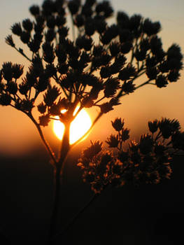 Autumn Sunset