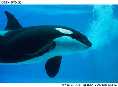 Orca Underwater 1