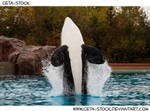 Orca Jump 6 by Ceta-Stock