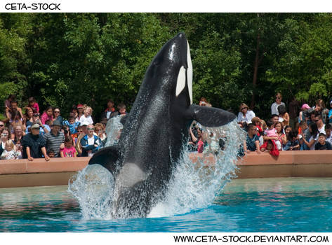 Orca Jump 7