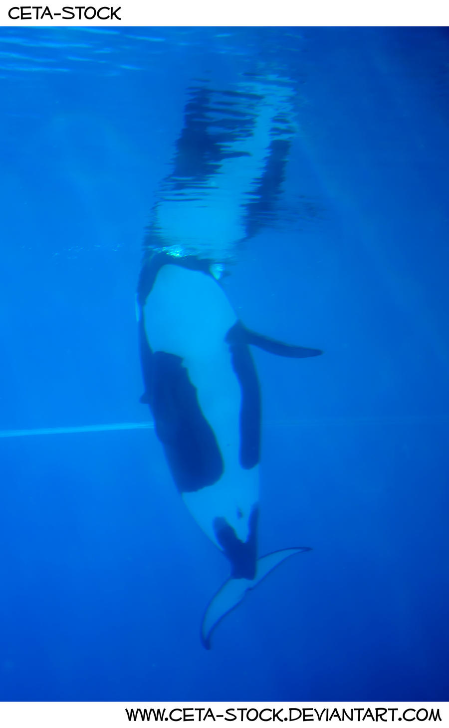 Orca Underwater 8