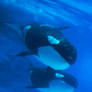 Orca Underwater 11