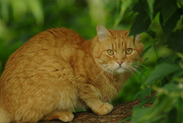 Orange cat and his tree-sitting ways