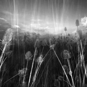 Teasels and Barbed Wire 1 by Markus43