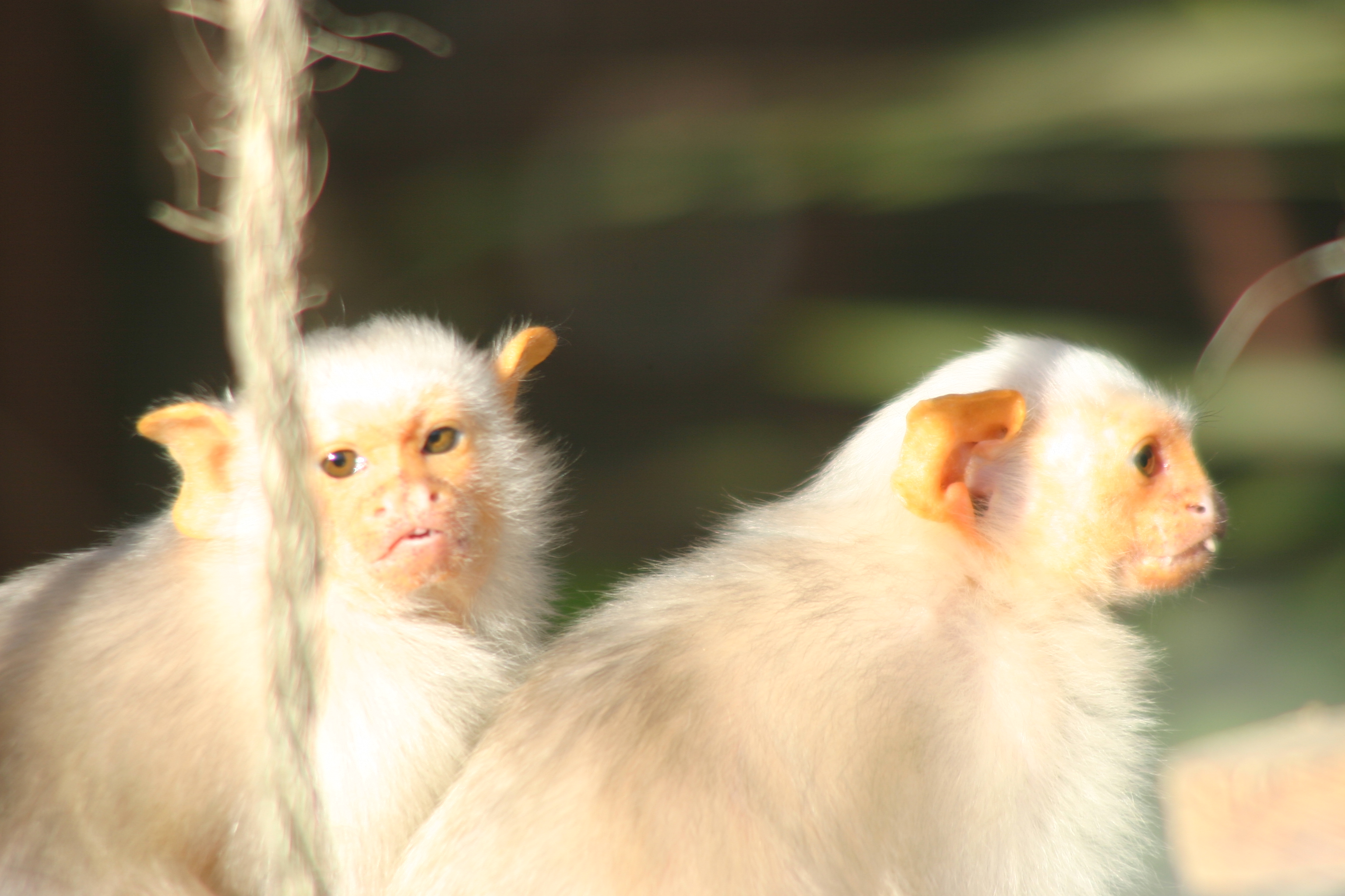 Silvery Marmoset