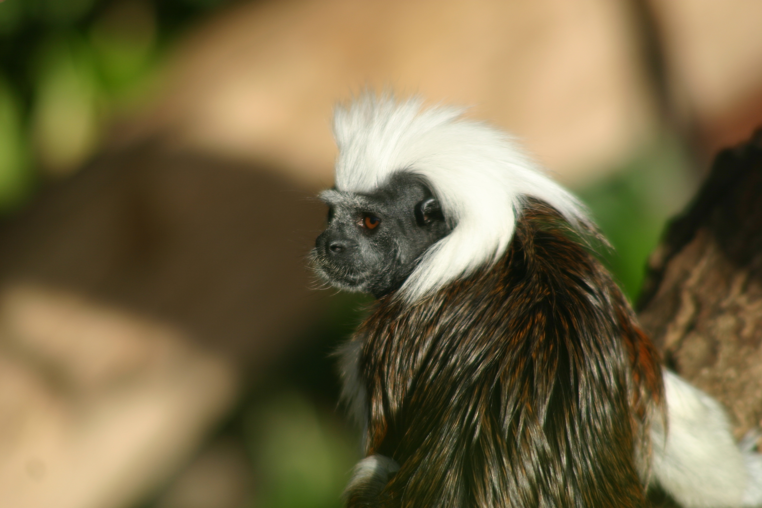 Cotton-top Tamarin