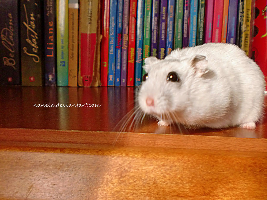 Library Rat by Naneia on DeviantArt